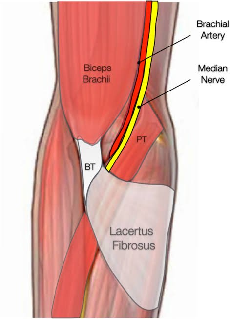 Anatomia do Lacertus fibroso