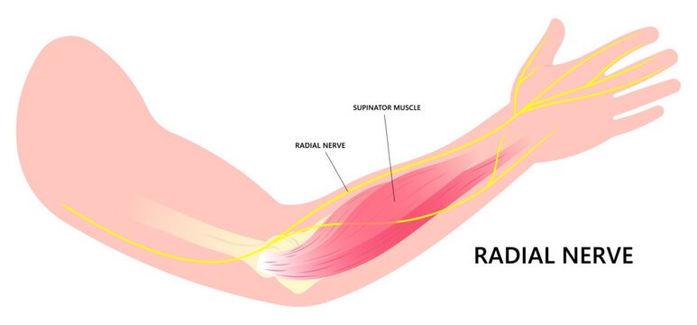 Anatomia do túnel radial
